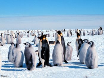 تصویر جمعیت پنگوئن ها